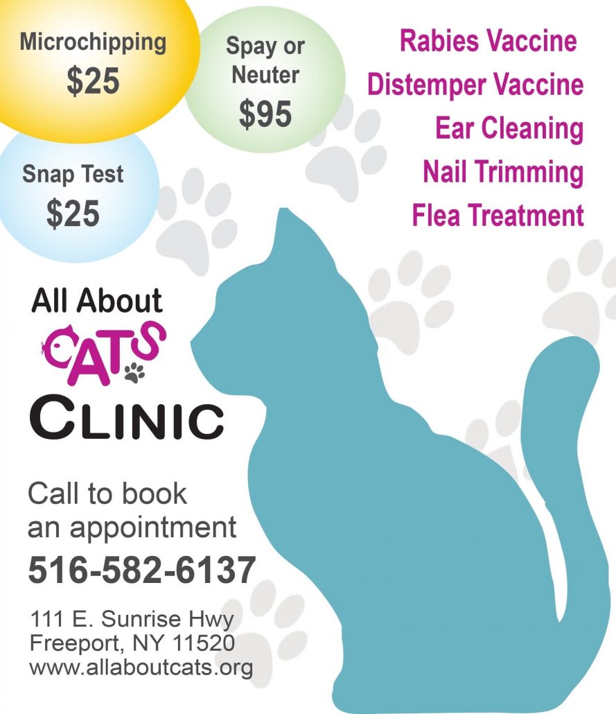 all about cats clinic